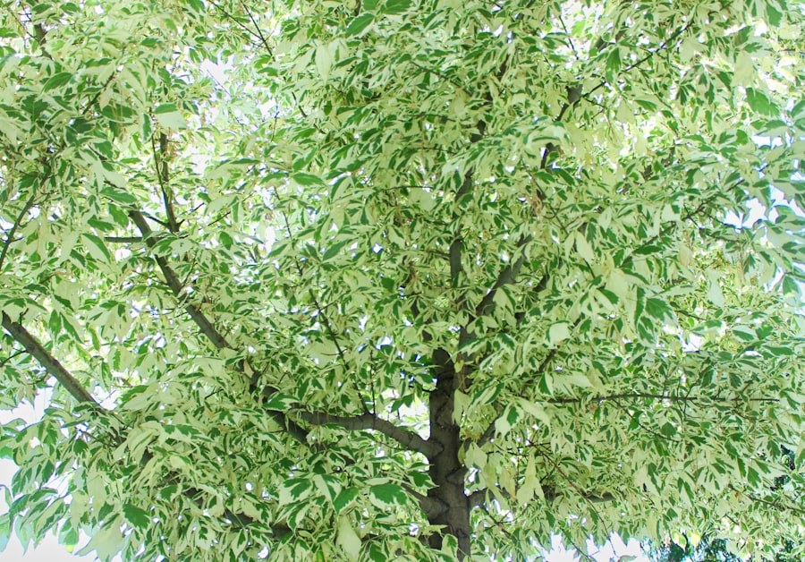 green color
