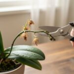 Ręka z sekatorem przy pędzie storczyka Phalaenopsis z przekwitłymi kwiatami i pąkami