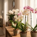 Storczyki phalaenopsis w doniczkach na parapecie i konsoli