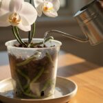 Ręka podlewa storczyk phalaenopsis w przezroczystej doniczce, woda spływa do podstawki