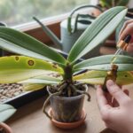 Ogrodnik usuwa chory liść storczyka Phalaenopsis i aplikuje lekarstwo pipetą przy oknie.